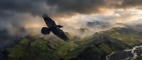 Majestic black bird soaring over dramatic mountain landscape with misty valleys and golden sunset light creating atmospheric wilderness scene for nature photography.