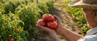 Senior farmer holding fresh ripe red tomatoes in cupped hands at organic vegetable garden during golden hour harvest time for healthy food production.