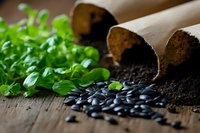 Fresh microgreens and black sunflower seeds with biodegradable peat pots filled with soil on wooden background, organic gardening concept for sustainable living.