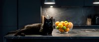 Black cat resting on kitchen counter next to bowl of fresh citrus fruits in modern home interior with dark cabinetry.