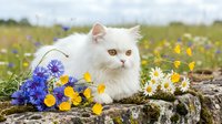 White fluffy cat sitting among wildflowers in meadow. Long-haired feline with yellow eyes surrounded by blue cornflowers, yellow and white daisies on stone. Nature portrait for pet lovers and animal content.