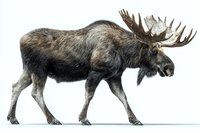 Majestic bull moose with large antlers walking in profile, isolated on white background for wildlife conservation and nature education.