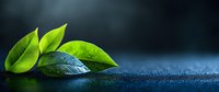 Fresh green leaves with water drops on dark blue background, zen-like composition with copy space for wellness, spa, and natural cosmetics marketing.