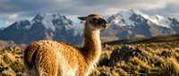 Brown llama standing in Andean highland landscape with snow-capped mountain peaks and golden grassland under dramatic cloudy sky at sunset.