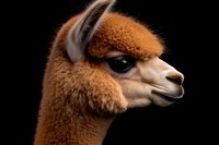 Brown alpaca head in profile against black background shows detailed fur texture and distinctive facial features, creating dramatic studio portrait effect.