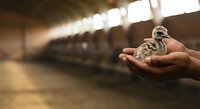 Young chick held in worker's hands at poultry farm. Agricultural livestock care and breeding industry concept for farming business and animal husbandry.