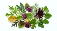 Fresh mixed salad greens and herbs arranged on white background, featuring arugula, dill, and colorful leafy varieties for healthy food concepts.