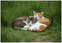 Two cats resting together in green grass outdoors. Tabby and orange striped felines lounging in natural garden setting for pet, animal, and nature content.