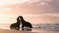 Two seals touching noses on sandy beach at sunset with pink sky and ocean waves creating romantic wildlife moment for nature photography and marine life content.