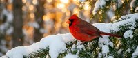 Bright red male cardinal perched on snow-covered evergreen branch during winter season with warm golden bokeh background creating festive holiday atmosphere.