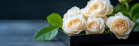 Elegant cream roses in black vase with green leaves on dark surface creating romantic floral arrangement for home decor and special occasions.