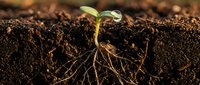 Young green seedling emerging from rich dark soil with visible root system showcasing new life and growth in natural environment.