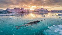 Narwhal swimming in Arctic waters surrounded by icebergs and glacial mountains at golden hour sunrise, wildlife in icy polar environment.