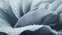 Delicate petals with morning dew drops in monochromatic blue tones create serene macro photography composition showing nature's subtle details and textures.