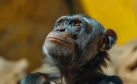 Close-up portrait of contemplative chimpanzee looking upward with thoughtful expression against warm blurred background for wildlife and primate content.