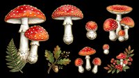 Fly agaric mushrooms with fern and botanical elements isolated on transparent background. Ready for t-shirt design, clipart, stickers, sublimation, and print-on-demand projects.