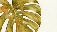 Watercolor monstera leaf with natural holes and splits in golden green tones on white background for botanical art and tropical home decor projects.