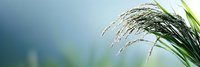 Rice plant with mature grain heads swaying in soft natural light against blurred blue sky background for agricultural and farming concepts.