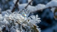 Macro shot of ice crystal with rainbow light refraction on snow-covered branch in winter, showcasing natures frozen beauty and seasonal cold weather.