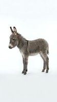 Young gray donkey foal standing in profile on white background isolated for farm animal designs and educational materials.