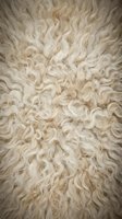 Soft cream colored sheep wool fleece texture with natural curly fibers creating cozy organic pattern for home decor and textile design projects.