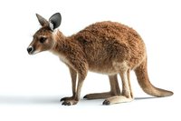Young kangaroo with brown fur standing in profile view on white background, isolated marsupial wildlife animal for nature and zoology designs.