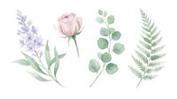 Watercolor botanical elements set with lavender, pink rose, eucalyptus and fern isolated on white background for wedding invitations and floral designs.