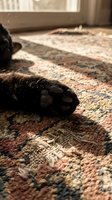 Close-up of black cat paw resting on patterned area rug indoors, with sunlight streaming through window creating warm ambiance in home interior setting.