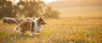 Border collie dog running through wildflower meadow at golden hour sunset with sheep grazing in pastoral countryside landscape for outdoor lifestyle content.