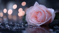 Delicate pink rose with water drops on dark background and soft bokeh lights. Romantic floral composition with morning dew creates dreamy atmosphere.