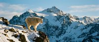 Mountain goat standing on snowy rocky ledge with dramatic alpine peaks and blue sky background in winter wilderness landscape.