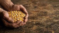 Male farmer with tanned skin holding handful of dried corn kernels over rustic wooden surface, showcasing harvest and agricultural produce for farming, food production, and grain trading concepts.