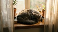 Tabby cat sleeping peacefully on wooden windowsill with warm sunlight streaming through sheer curtains and houseplants creating cozy home atmosphere.