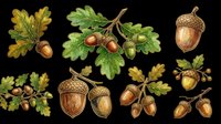 Watercolor acorn and oak leaf clipart set, isolated on transparent background. Great for fall T-shirts, stickers, print on demand, sublimation, and seasonal design projects.