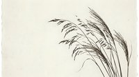 Delicate botanical line drawing of ornamental grasses swaying gently, rendered in black ink on aged cream paper. Minimalist nature artwork for interior design and editorial use.