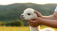 Young child with light skin tone gently holding white alpaca or llama head outdoors. Suitable for agriculture, animal care, farm education, and family lifestyle content.
