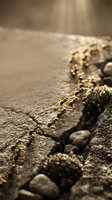 Cracked asphalt road surface with moss and vegetation growing through fissures in warm golden sunlight creating atmospheric depth of field composition.