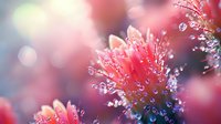 Delicate pink flower petals with sparkling morning dew drops creating magical bokeh effect. Extreme macro photography reveals intricate natural details in soft dreamy light.
