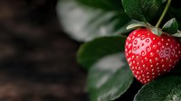 Fresh ripe red strawberry with green leaves against dark background, macro shot showing detailed texture and natural organic appearance. For food packaging design.
