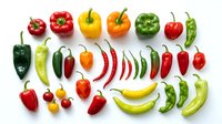 Colorful assortment of fresh peppers including bell peppers, chili peppers, and hot peppers arranged on white background for culinary and cooking designs.