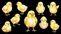 Cute yellow baby chicks set isolated on transparent background, ready for Easter clipart, stickers, t-shirt design, print on demand, and sublimation projects.