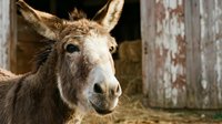 Closeup portrait of a tan donkey with alert ears facing camera in rustic barn setting with weathered wooden wall, suitable for farm and animal content.