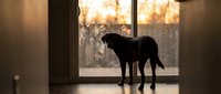 Black dog standing by glass door looking out at snowy winter landscape during golden hour sunset, indoor pet watching outdoor weather conditions.