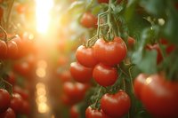 Fresh ripe tomatoes growing on vine with warm sunlight creating golden bokeh effect, showcasing organic farming and harvest season.