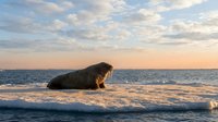 Walrus resting on ice floe in Arctic ocean during golden hour sunset with dramatic cloudy sky and calm waters creating peaceful wildlife scene.