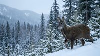 Wild deer standing in snowy mountain forest with snow-covered evergreen trees and misty peaks creating serene winter wilderness landscape.