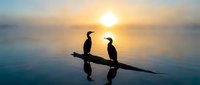 Two cormorants perched on a wooden log at sunrise, silhouetted against golden sky and calm water reflections. Wildlife and nature scene.
