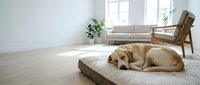 Golden retriever dog resting on cushion in modern minimalist living room with natural light streaming through windows and contemporary furniture.