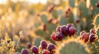 Prickly pear cactus with ripe purple fruits in golden sunset light, desert landscape with warm bokeh background for natural wellness and southwestern themes.