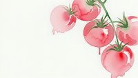 Watercolor pink tomatoes on vine with green leaves isolated on white background for organic food design and healthy cooking projects.